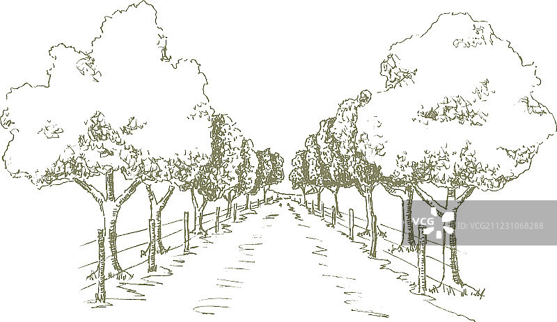 阴凉的道路图片素材