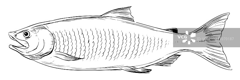 大西洋鲑鱼图片素材