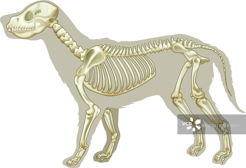 家犬骨骼图片素材