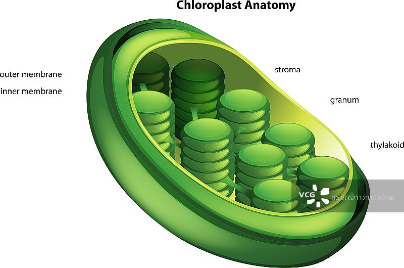 叶绿体图片素材