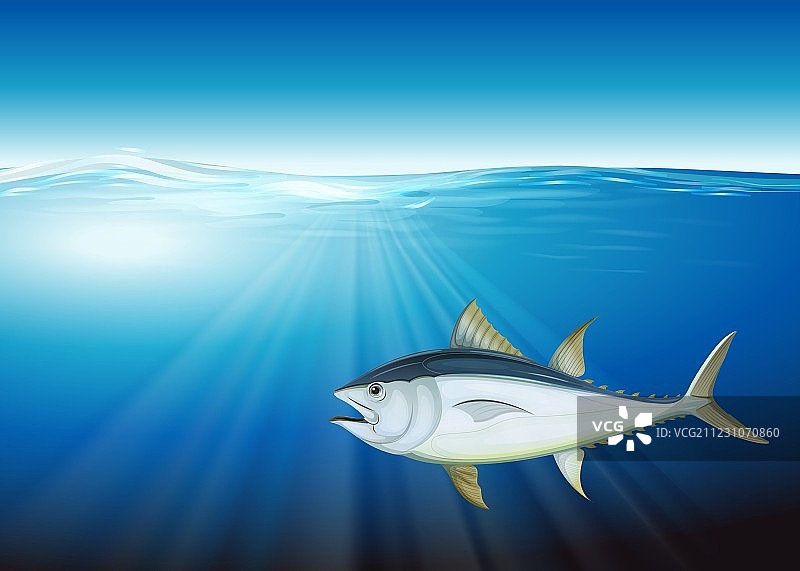 金枪鱼图片素材
