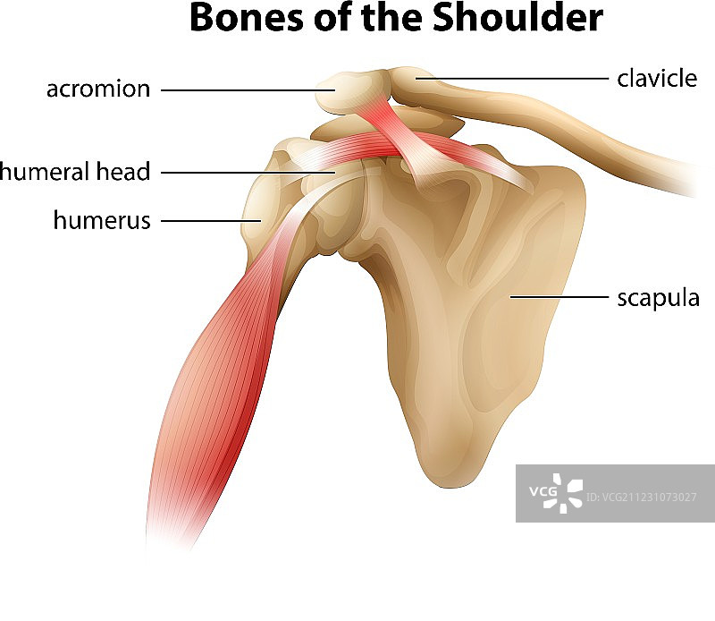 肩部骨骼图片素材