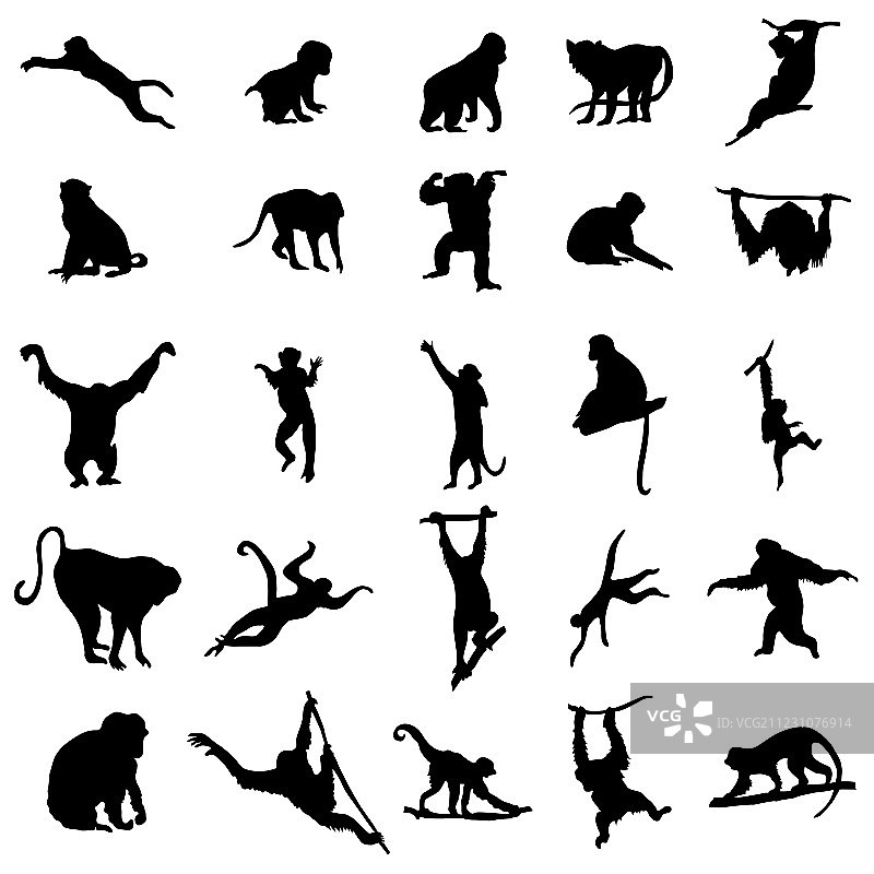 猿猴系列图片素材