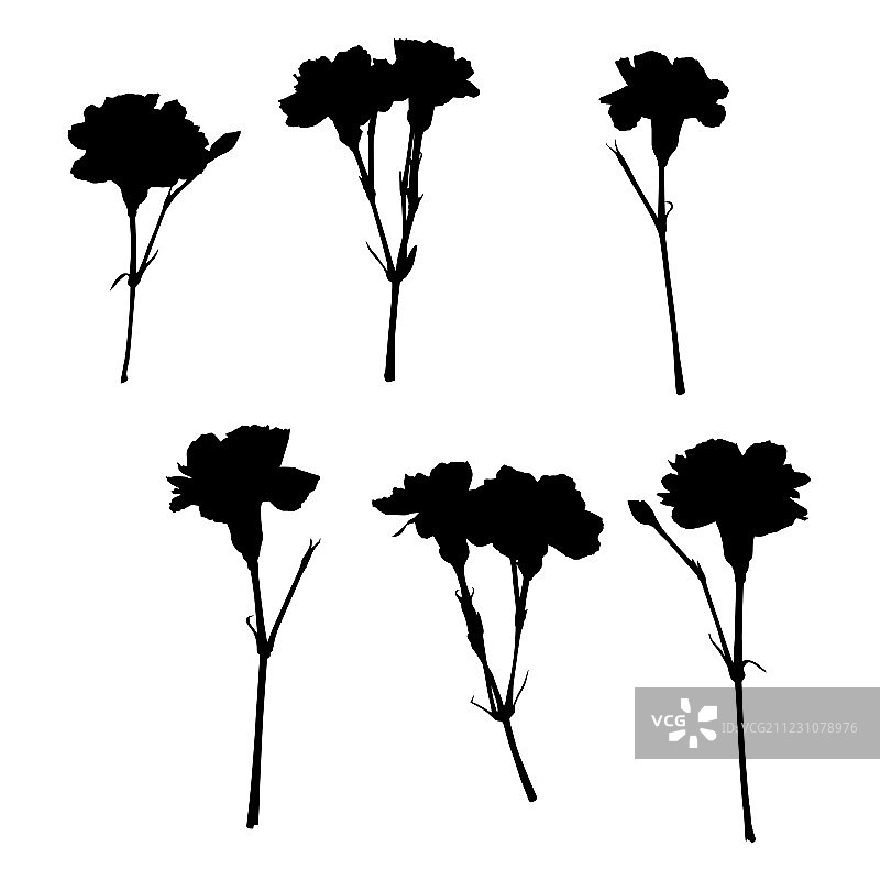 康乃馨剪影图片素材