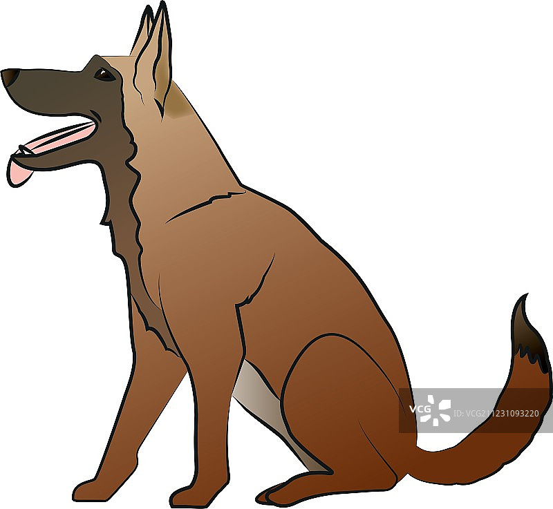 牧羊犬图片素材