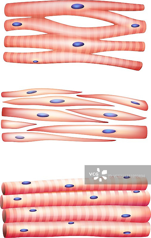肌肉类型图片素材