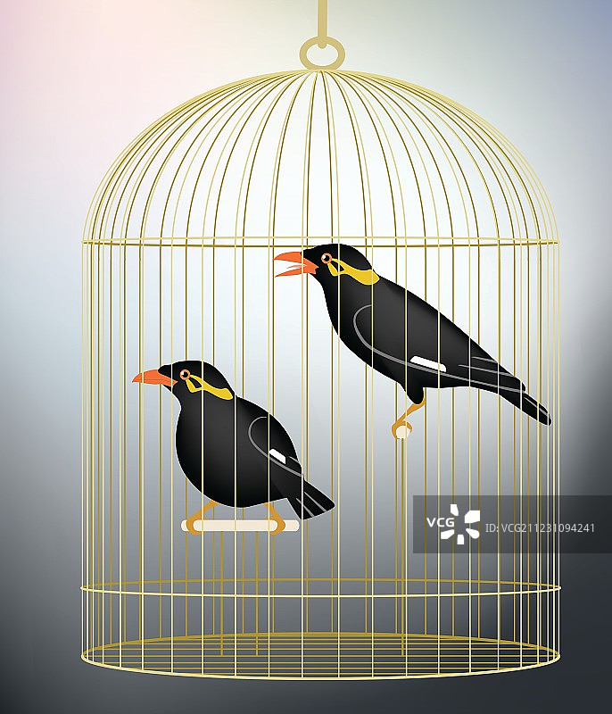 笼养八哥鸟图片素材