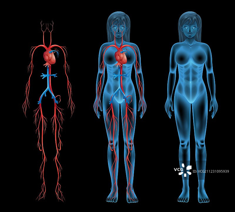 女性循环系统图片素材