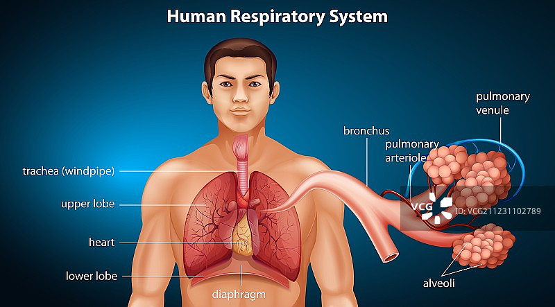 人体呼吸系统图片素材