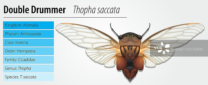 双鼓手图片素材