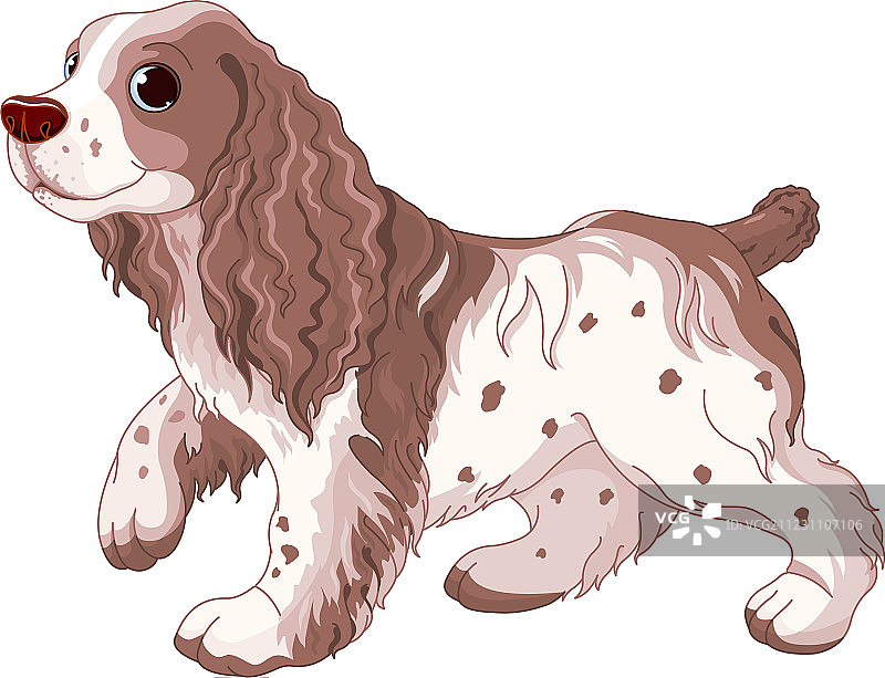 西班牙猎犬图片素材