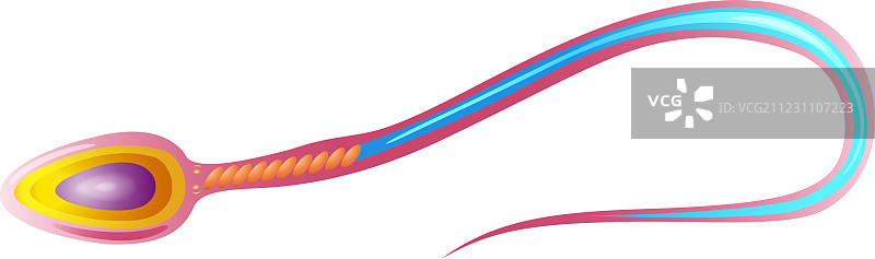 精子细胞结构图片素材