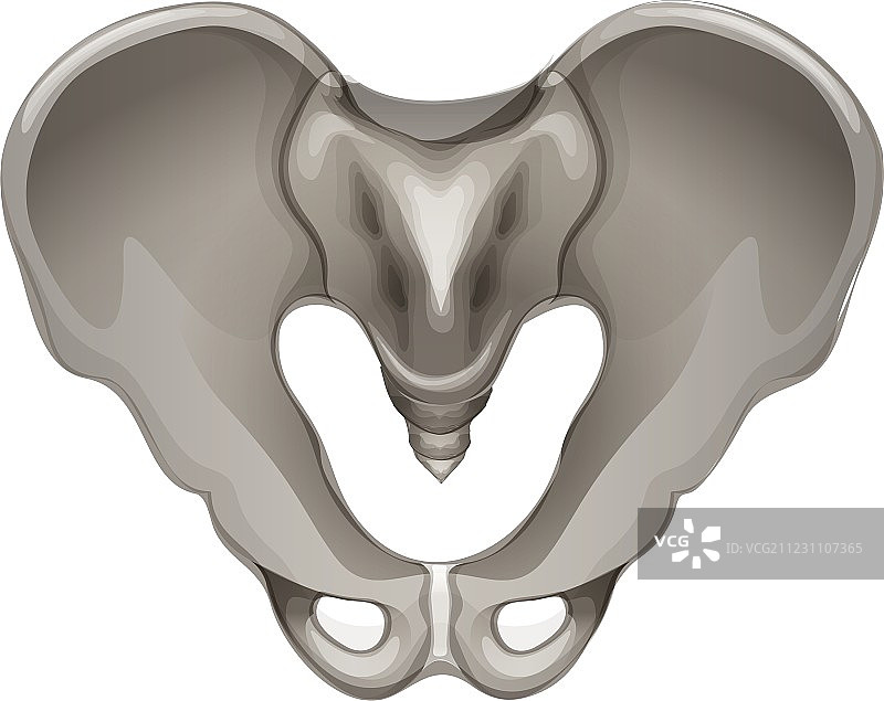 骨盆图片素材