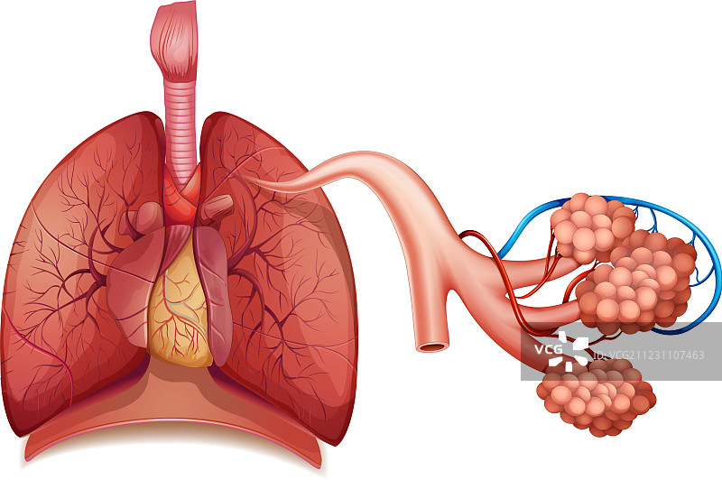 呼吸系统图片素材