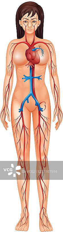 循环系统图片素材
