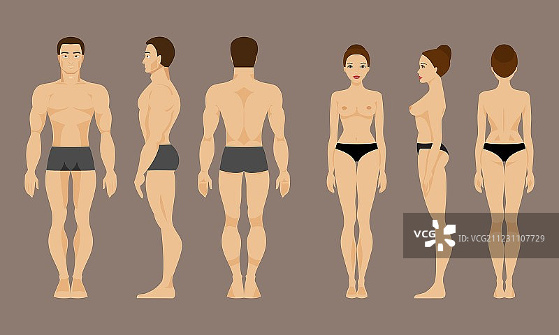 男女解剖结构图片素材