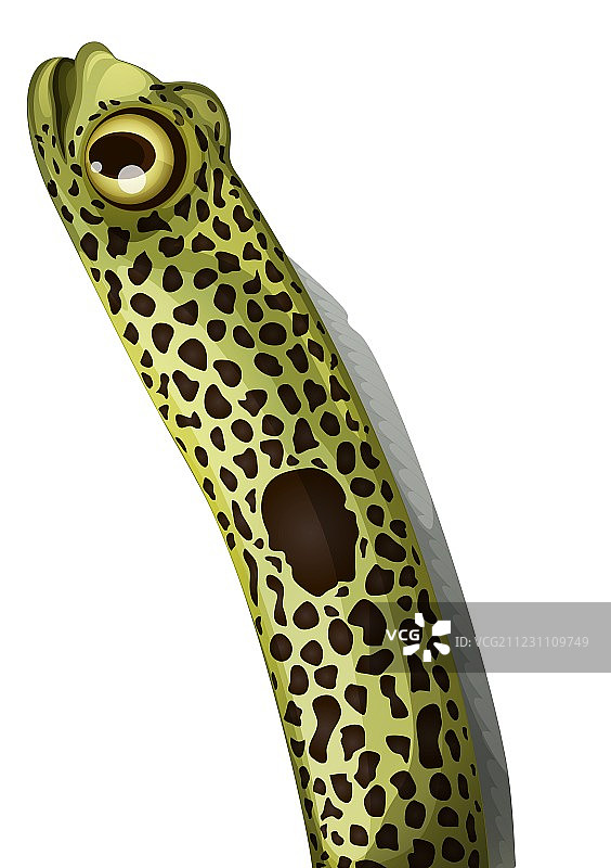 花园鳗图片素材