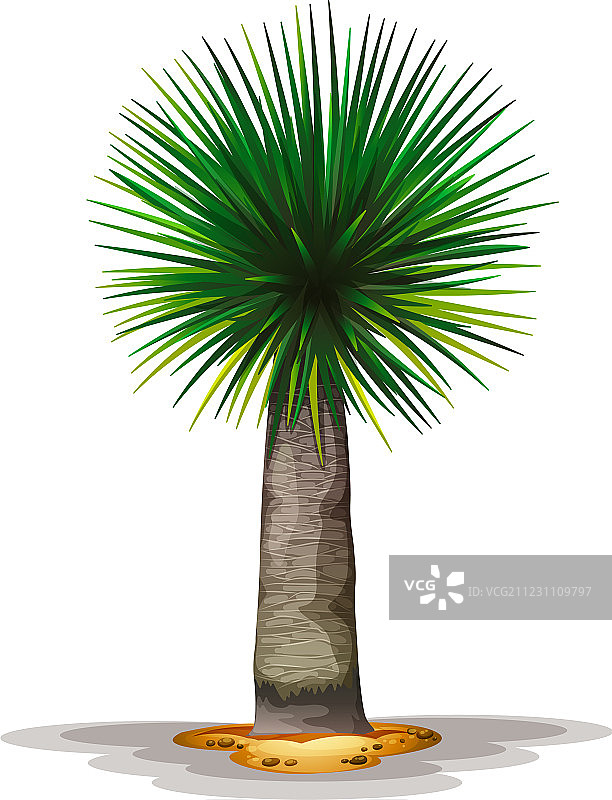 龙血树图片素材