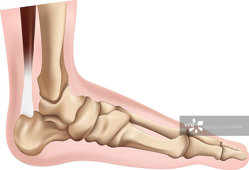 足部骨骼图片素材