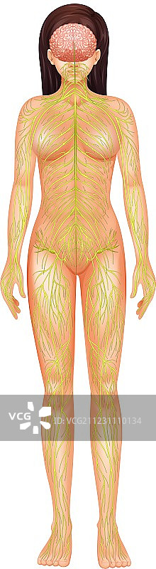 人的神经系统图片素材