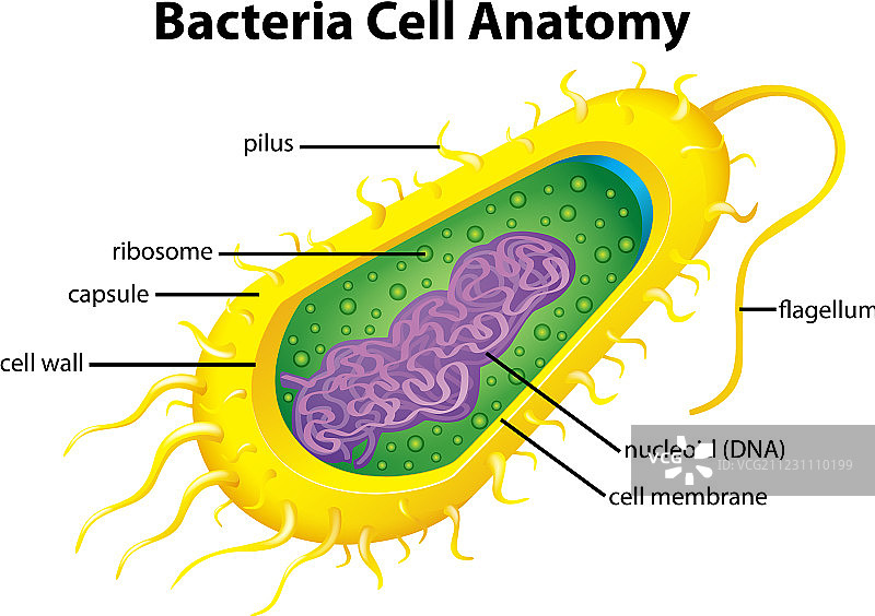 细菌细胞结构图片素材