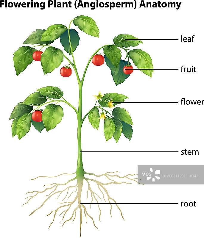 植物的局部图片素材