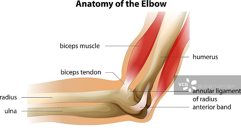 肘部解剖结构图片素材