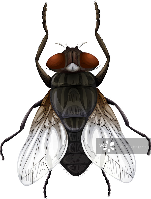 家庭苍蝇图片素材