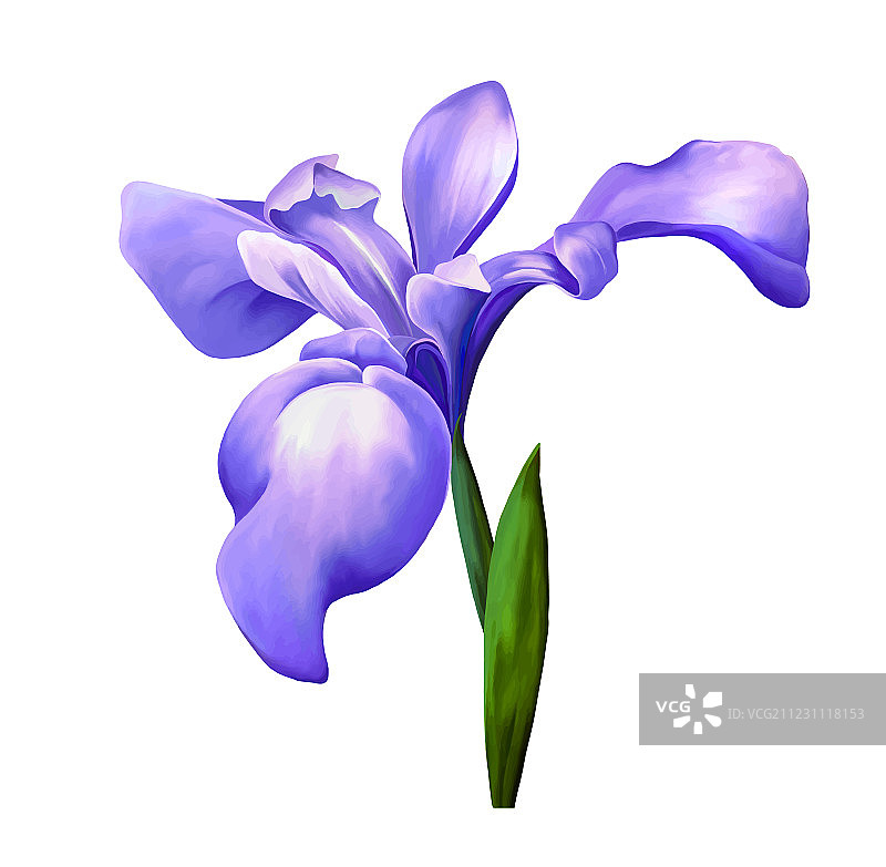 紫色鸢尾花图片素材