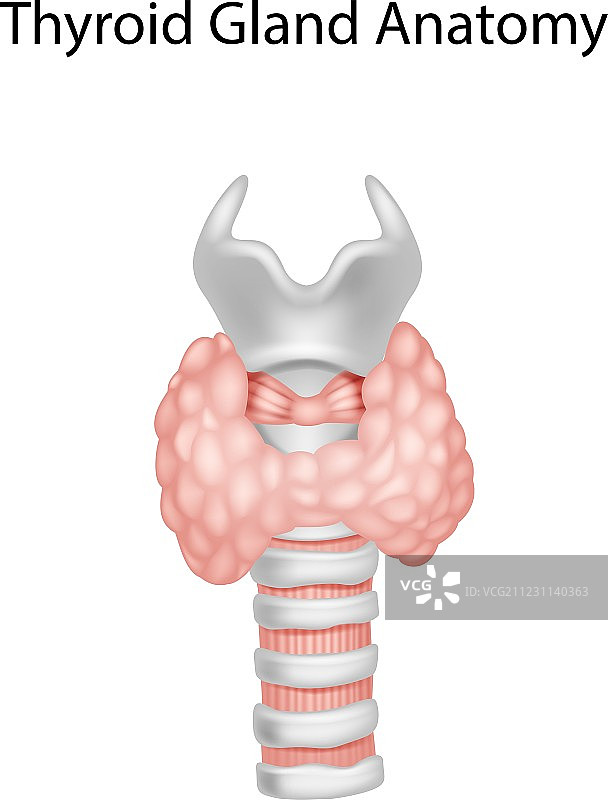 甲状腺解剖卡通图片素材