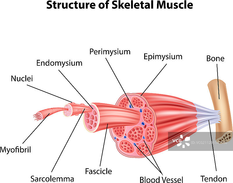 卡通：骨骼肌解剖结构图片素材