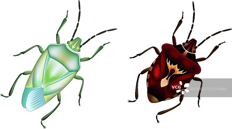 ODC甲壳虫图片素材