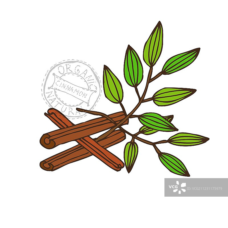 手绘肉桂图片素材