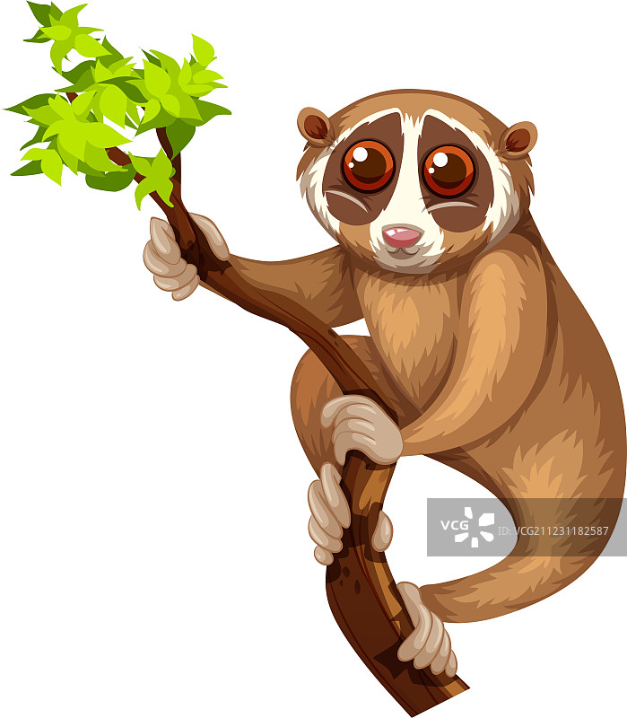 树枝上的野生懒猴图片素材
