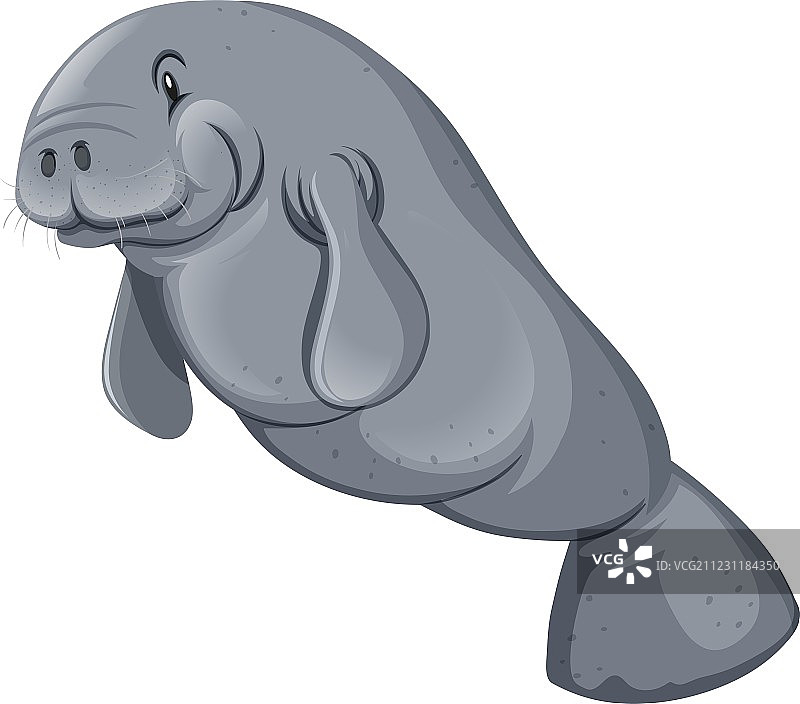 白色背景上的海象图片素材