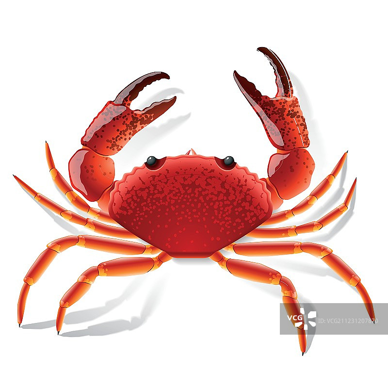 红蟹图片素材