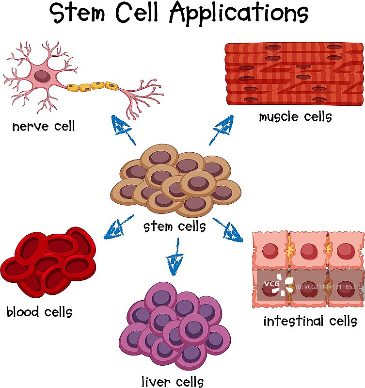 不同干细胞应用海报图片素材