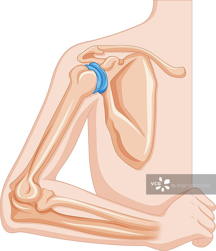 人体肘关节图片素材