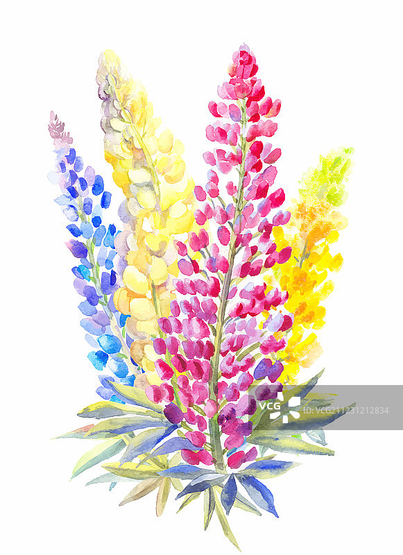 水彩不同颜色的羽扇豆花束图片素材