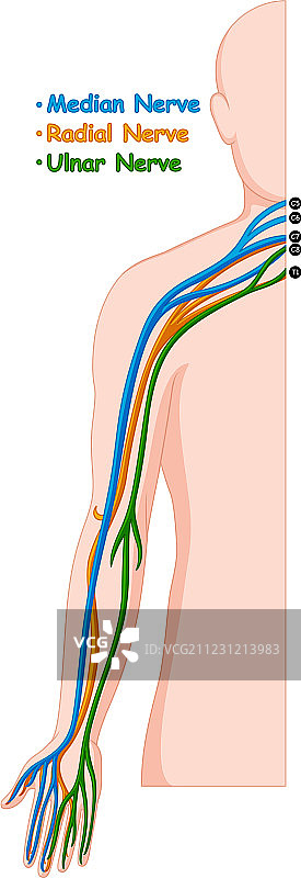 人手臂上的不同神经系统图片素材