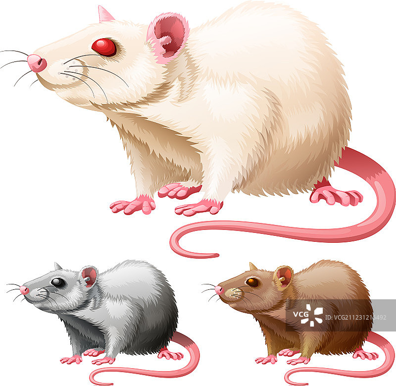 实验鼠图片素材