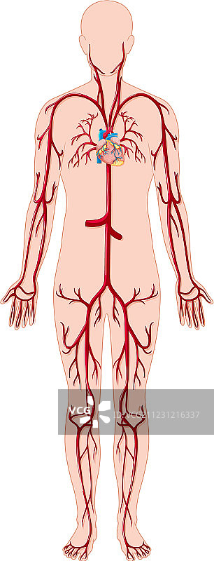 人体血管图片素材
