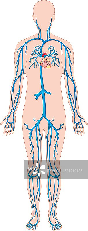 人体血管图片素材