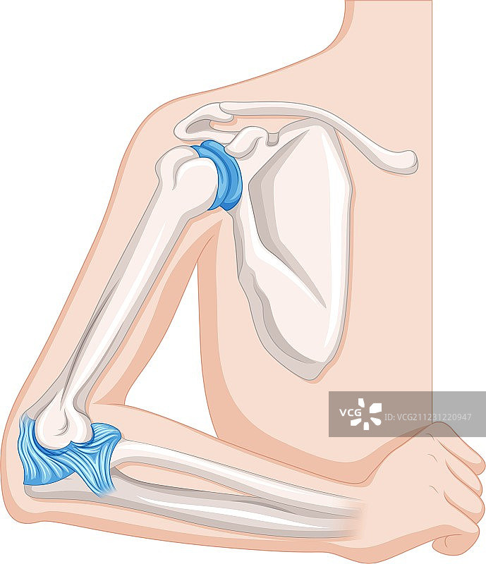 人体肘关节图片素材