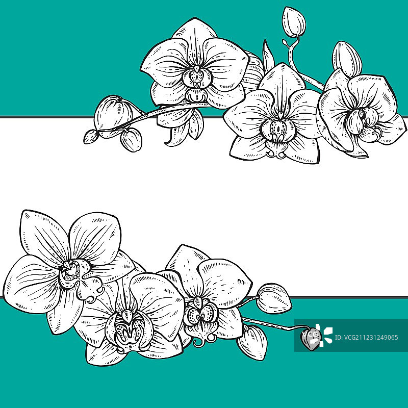 精美的兰花花卉框架图片素材