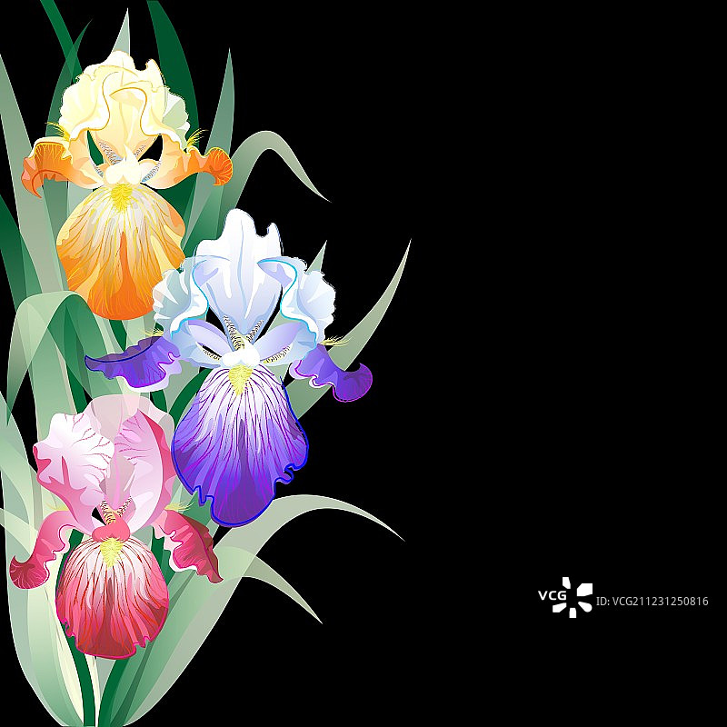 黑色假日鸢尾花贺卡图片素材