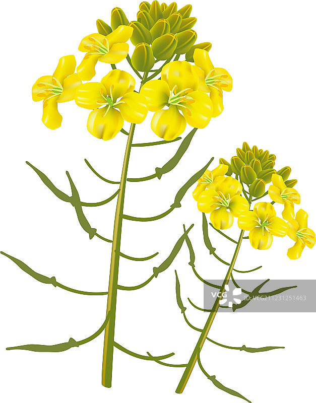 芥菜花图片素材