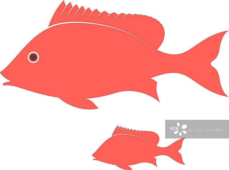 深红色鲷鱼图片素材