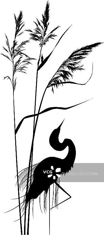芦苇与苍鹭图片素材