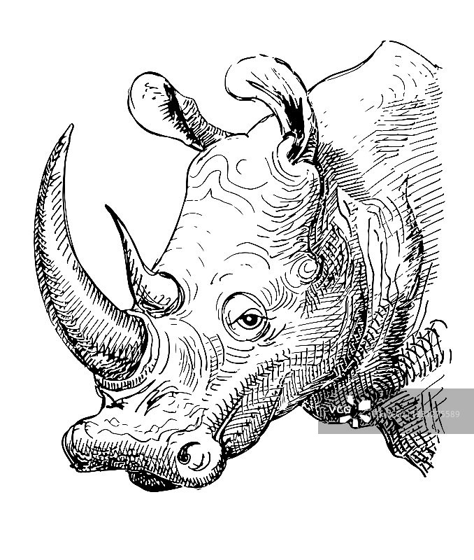 黑白犀牛素描图片素材